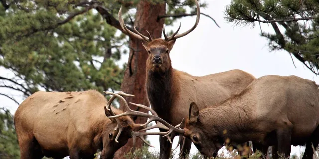 Denver Rocky Mountain National Park Tour - Image 3