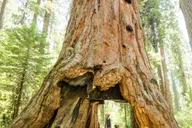 Yosemite National Park Day Trip from Lake Tahoe thumbnail 4
