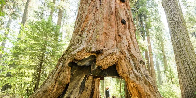 Yosemite National Park Day Trip from Lake Tahoe - Image 4
