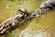 New Orleans Swamp and Bayou Alligator Tour thumbnail 4