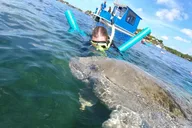 Crystal River Manatee Snorkel Tour with Guide thumbnail 4