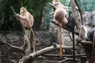 New York Bronx Zoo Tour with Private Transfers thumbnail 4