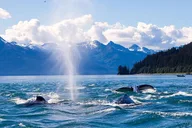 Juneau Whale Watching Adventure thumbnail 5