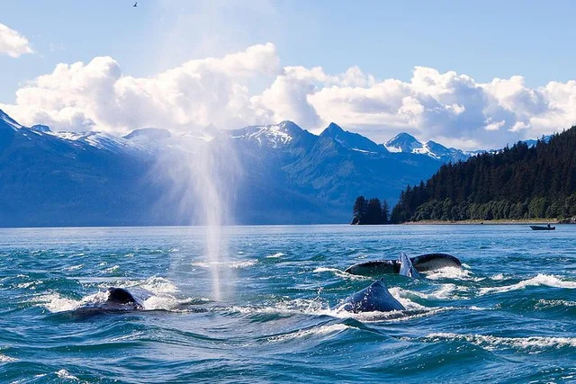 Juneau Whale Watching Adventure - Image 5