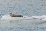 Anchorage Glacier Quest Cruise Self-Drive thumbnail 4