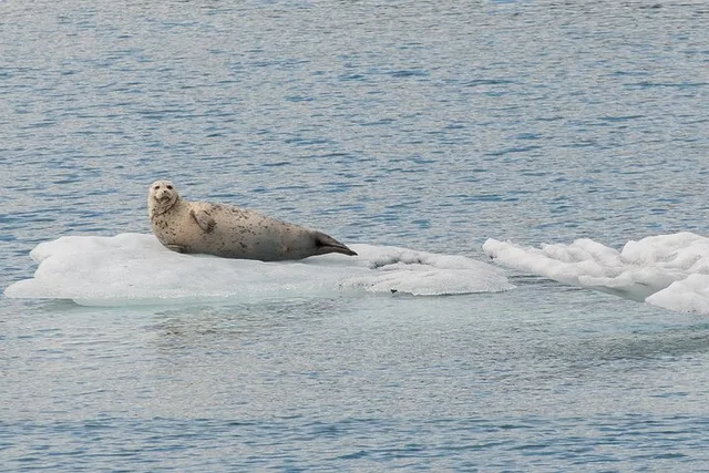 Anchorage Glacier Quest Cruise Self-Drive - Image 4