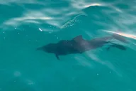 Destin Harbor Eco Dolphin Cruise at Sunset thumbnail 4