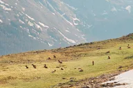 Estes Park Rocky Mountain National Park Driving Tour thumbnail 5