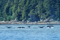 Sitka Dinner Cruise and Eco Tour thumbnail 6