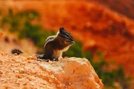 Las Vegas Antelope Canyon, Bryce, Zion Tour thumbnail 3