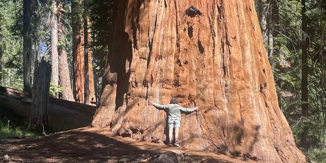 Fresno Sequoia National Park Tour with Lunch - Image 2