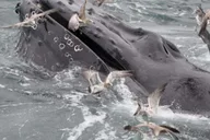 Plymouth Whale Watching Cruise thumbnail 3