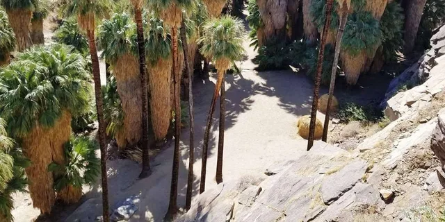 Palm Springs Indian Canyons Jeep and Hiking Tour - Image 6