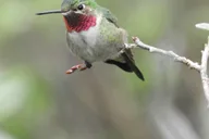 Rocky Mountain National Park Birding Jeep Tour thumbnail 5