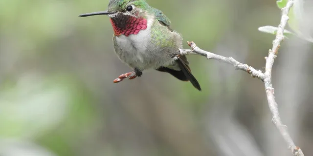 Rocky Mountain National Park Birding Jeep Tour - Image 5