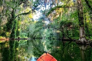 Tavares Wildlife Kayak Tour on Dora Canal