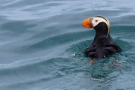 Seward Orca Quest Cruise in Resurrection Bay 4 hr thumbnail 6
