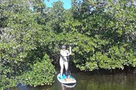 Naples Paddleboard Mangrove Forest Tour 90 min thumbnail 5