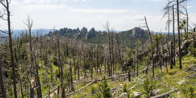 Rapid City Custer State Park & Mt Rushmore Tour - Image 3