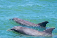 St. Augustine Dolphin and Wildlife Eco Adventure thumbnail 4