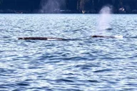 Seward Wildlife Cruise in Spring - 4 hr thumbnail 6