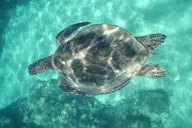 Kauai Snorkeling Adventure 2 hr thumbnail 1