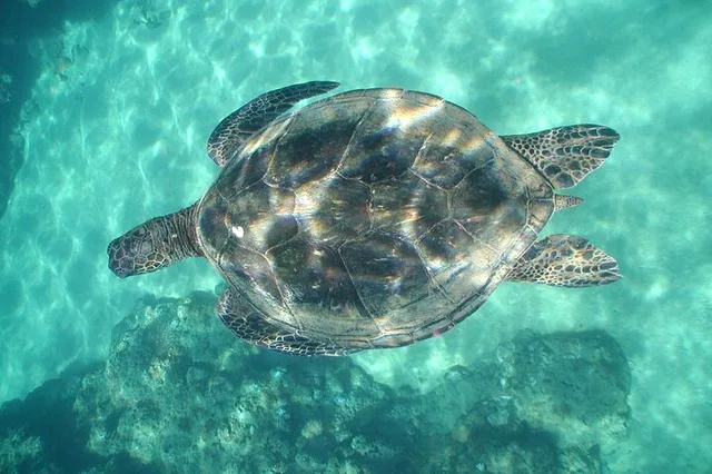 Kauai Snorkeling Adventure 2 hr - Image 1