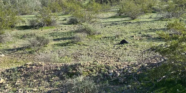 Phoenix Mountain Bike Adventure in Sonoran Desert - Image 4