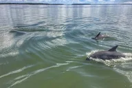 Hilton Head Dolphin and Donut Cruise 90 min thumbnail 3