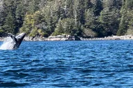 Sitka Land & Sea Wildlife Tour with Meal thumbnail 4