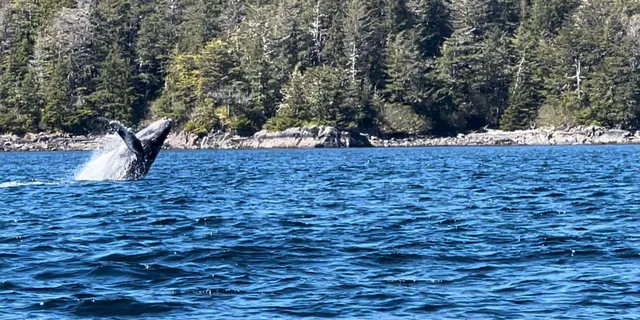 Sitka Land & Sea Wildlife Tour with Meal - Image 4