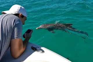 Key West Dolphin Watching and Snorkeling