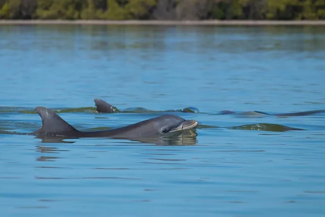 Savannah Dolphin Eco Tour - Image 4