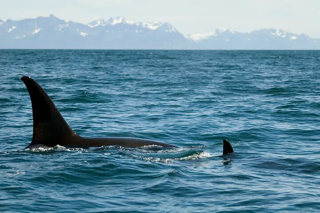 Seward Resurrection Bay Wildlife Tour 4.5 Hr - Image 4