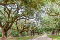 Charleston Plantation All-Access Tour thumbnail 5