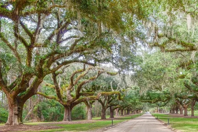 Charleston Plantation All-Access Tour - Image 5