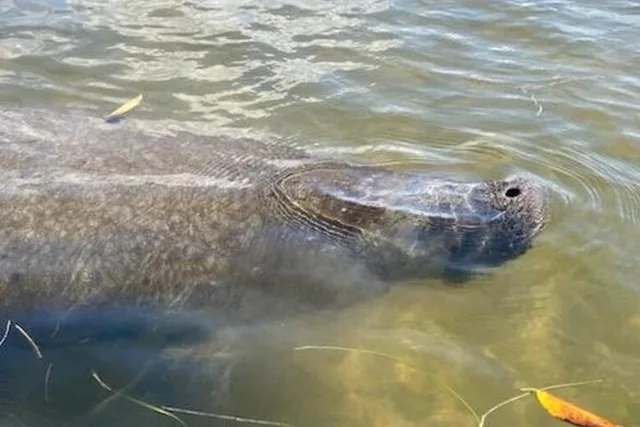 Tarpon Springs Kayaking Tour with Manatees and History - Image 6