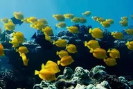 Hilo Sea Turtle Lagoon and Black Sand Beach Snorkel thumbnail 2