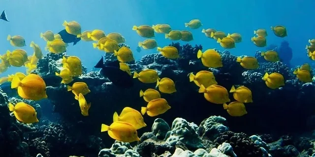 Hilo Sea Turtle Lagoon and Black Sand Beach Snorkel - Image 2