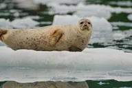 Prince William Sound Glacier Tour Whittier thumbnail 4