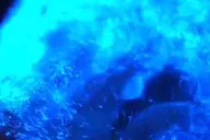 Titusville Bioluminescence Kayaking Tour thumbnail 6