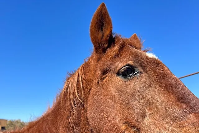 Las Vegas Grand Canyon Horseback Tour - Image 4