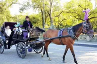 New York Central Park Horse Carriage Ride thumbnail 2