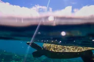 Maui Clear Kayak and Snorkel Tour thumbnail 1