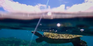 Maui Clear Kayak and Snorkel Tour