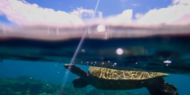 Maui Clear Kayak and Snorkel Tour - Image 1