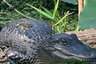 St. Augustine Airboat Safari on St. Johns River thumbnail 2