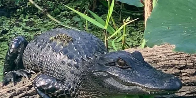 St. Augustine Airboat Safari on St. Johns River - Image 2