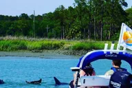 Hilton Head Creek Cat Tour thumbnail 5