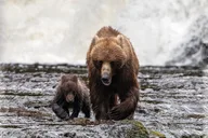 Juneau Bear Viewing Tour at Waterfall Creek thumbnail 6